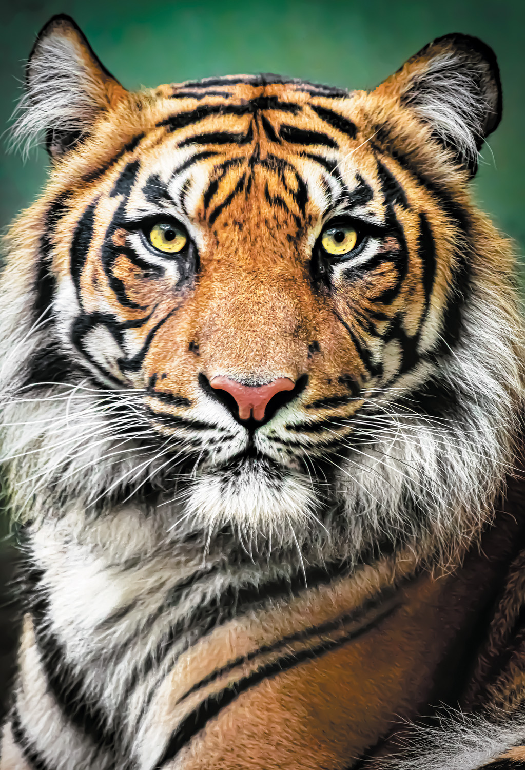 Tigar